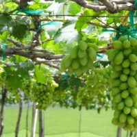 Nho Xanh Ninh Thuận Loại 1 – Sạch Ngọt Ngon Giòn